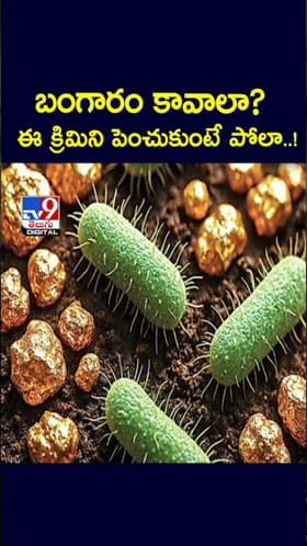 మలంలో బంగారం విసర్జించే బ్యాక్టీరియా గురించి తెలుసా..!