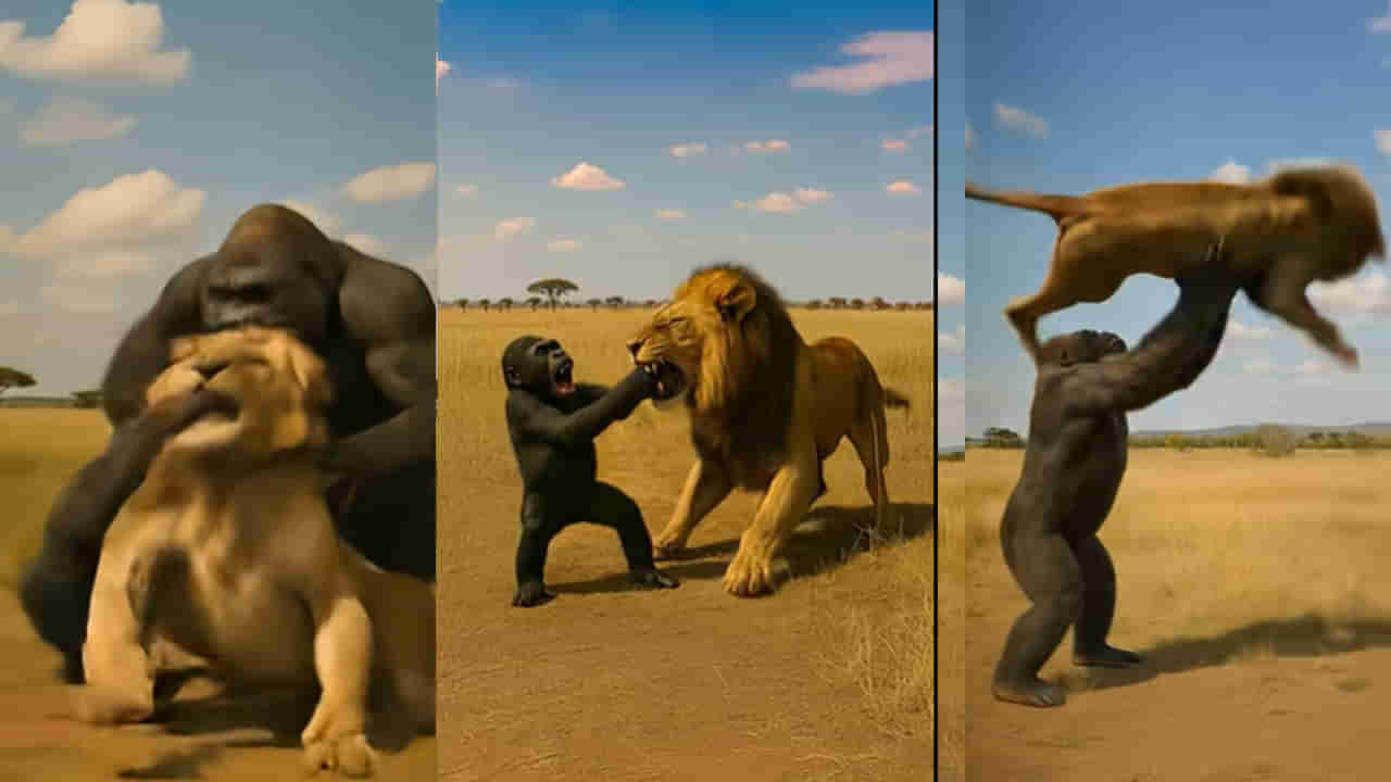 Viral Video: అడవి రాజు సింహాన్ని ఎత్తిపడేసిన గొరిల్లా.. షాకింగ్ వీడియో వైరల్