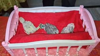 Banana Facts: అన్ని పండ్లు గుండ్రంగా.. అరటిపండు మాత్రం వంకరగా ఎందుకుంటుంది?