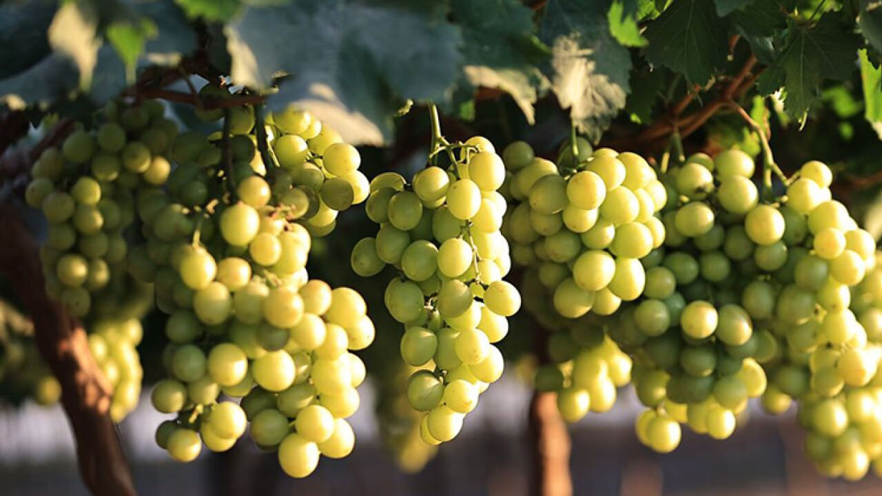 విరేచనాలు- తమకు అవసరమైన దానికంటే ఎక్కువ ద్రాక్షను తినే వ్యక్తులు, విరేచనాలు వచ్చే ప్రమాదం పెరుగుతుంది. ద్రాక్ష తియ్యగా ఉండటం వల్ల కడుపు సమస్యలు వస్తాయి. అందుకే కడుపుబ్బరం వచ్చినప్పుడు ద్రాక్షను ఎక్కువ మోతాదులో తీసుకోకూడదని అంటారు.