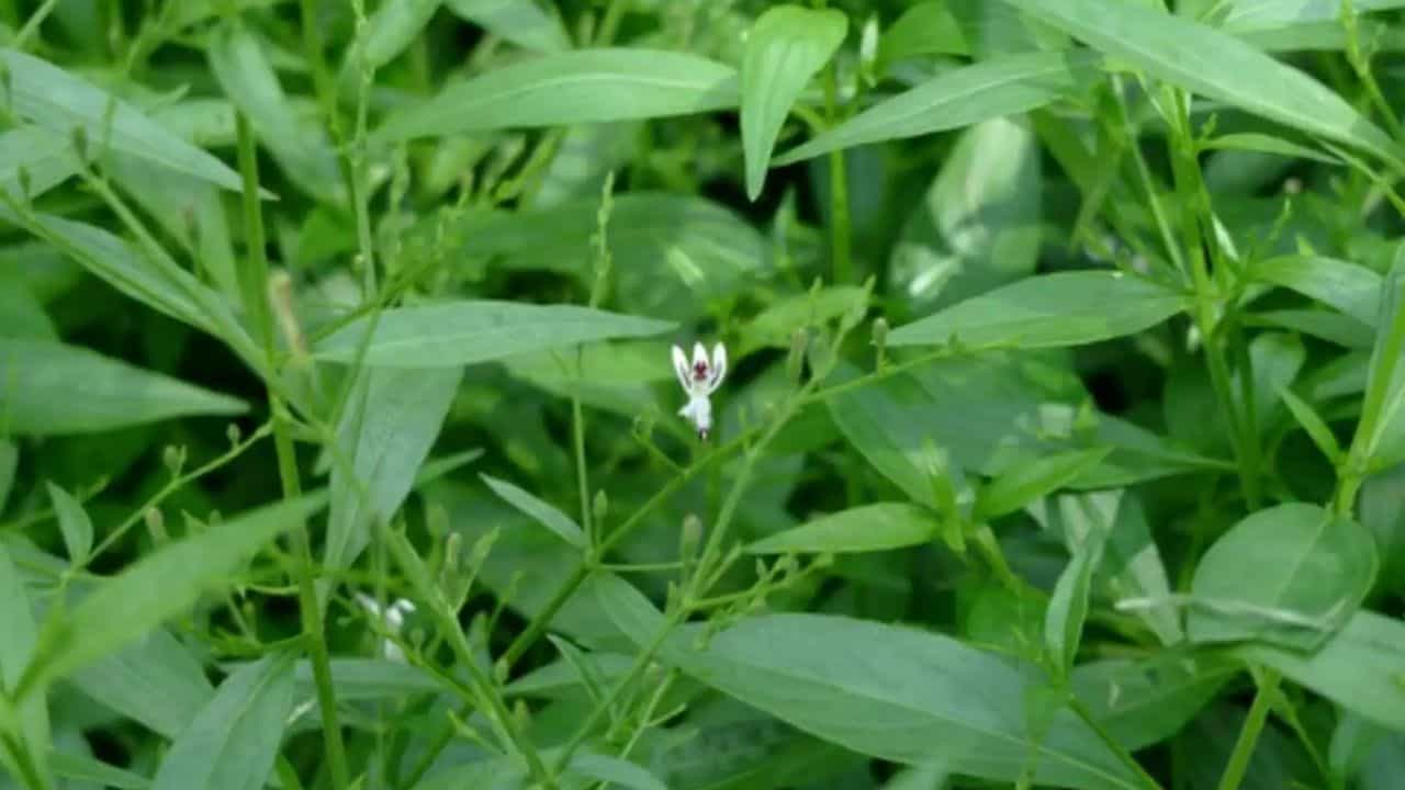 నేలవేము (Green Chiretta).. నేలవేము ఆకులను కూడా పాముకాటు చికిత్సలో ఉపయోగిస్తారు. దీని ఆకులను మెత్తగా పేస్ట్లా చేసి కరిచిన చోట రాయడం వల్ల విషం ప్రభావం తగ్గుతుందని స్థానిక వైద్యులు చెబుతుంటారు.