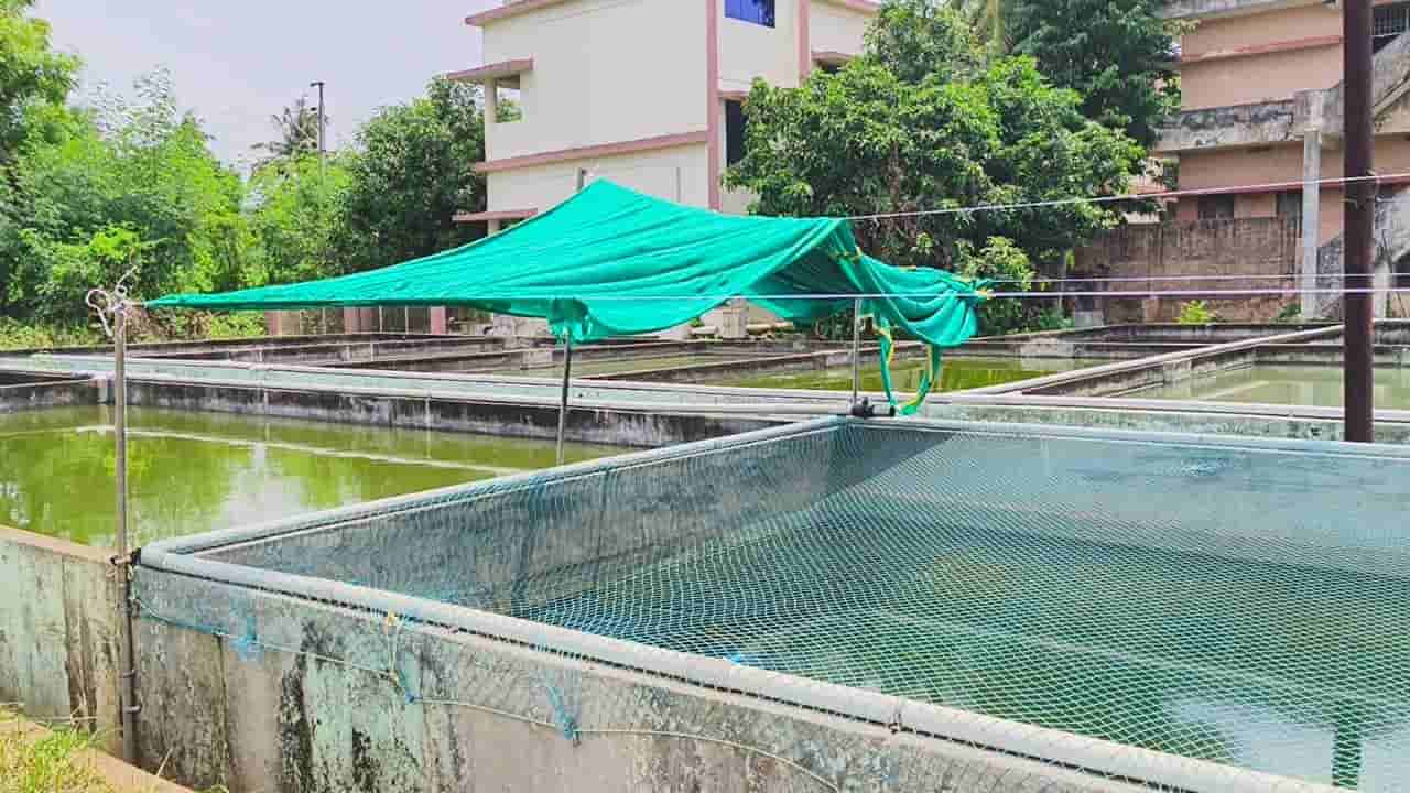 Andhra Pradesh: వారెవ్వా.. ఏం ప్లాన్ గురూ..! చేపలు, రొయ్యలకు రక్షణగా చల్లటి పరదాలు..!