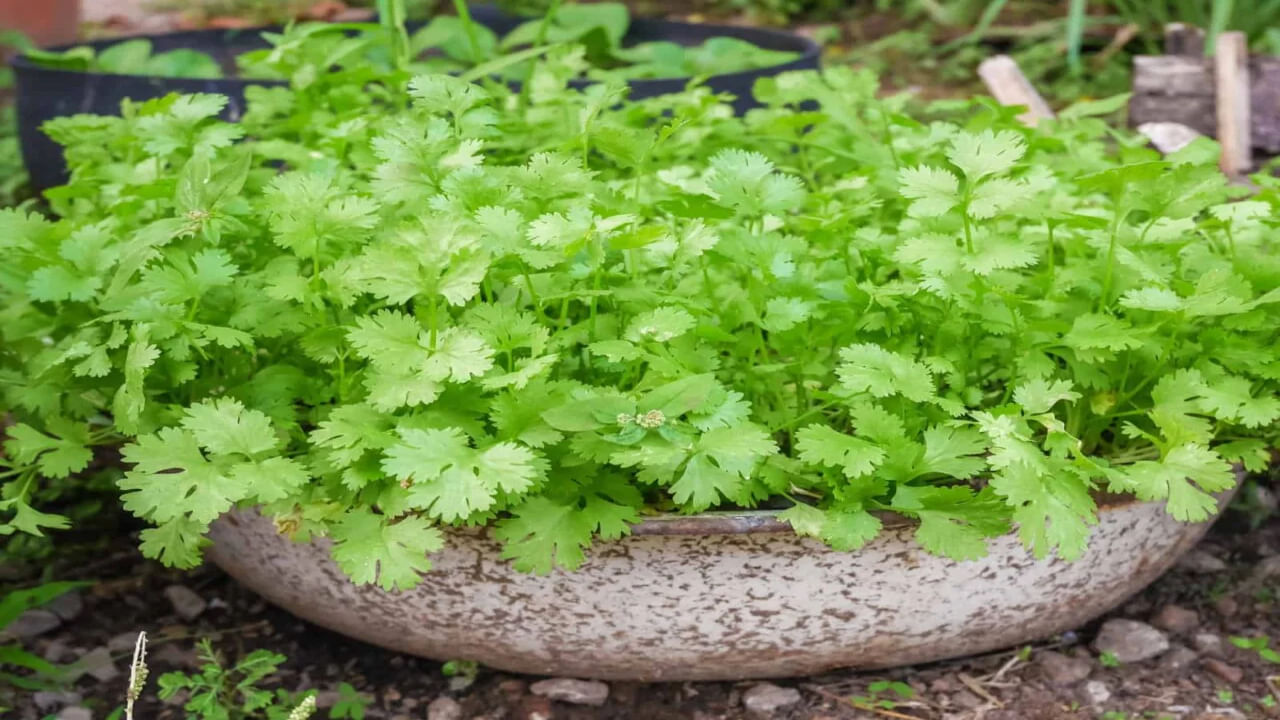 Coriander Plant: కొత్తిమీర పెంచడం, తీసుకోవాల్సిన జాగ్రత్తలు.. ఇలా చేస్తే ఫ్రెష్‌గా సిద్ధం