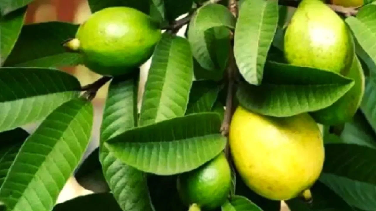 పేగు సమస్యలు ఉన్నవారు: జామకాయలో ఫైబర్ ఎక్కువగా ఉంటుంది. ఇది జీర్ణక్రియకు మంచిదే అయినప్పటికీ, పేగు సమస్యలు లేదా గ్యాస్, విరేచనాలు వంటి కడుపు సమస్యలతో బాధపడేవారికి ఇది మరింత ఇబ్బంది కలిగించవచ్చు. ఒక అధ్యయనం ప్రకారం.. అధిక ఫైబర్ కంటెంట్ ఈ సమస్యలను పెంచే అవకాశం ఉంది. కాబట్టి పేగు సమస్యలు ఉన్నవారు జామకాయ తినకూడదు
