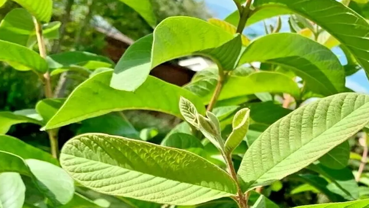 Guava Leaf