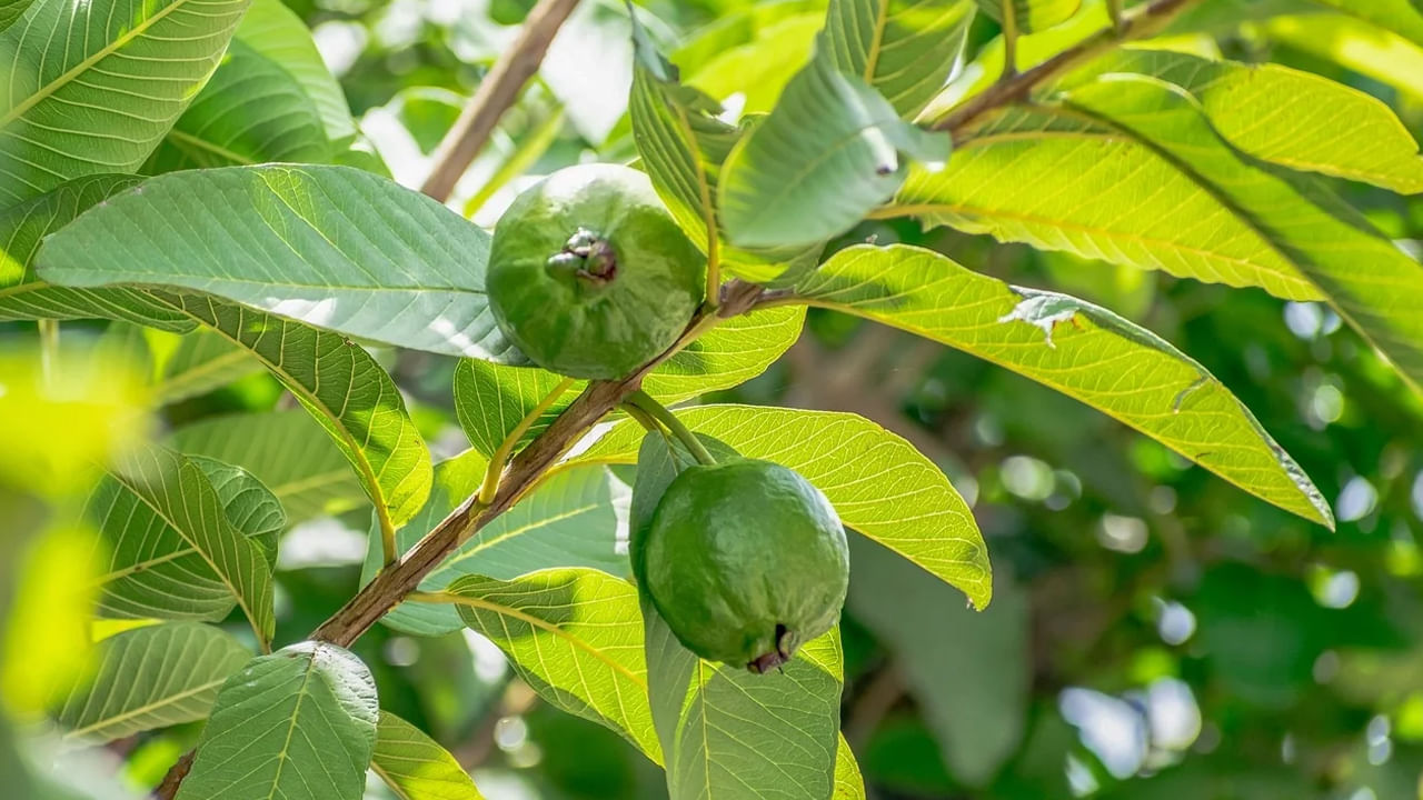 Guava Leaf