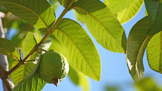 పైల్స్ సమస్యతో బాధపడుతున్నారా? ఈ కూరగాయతో అద్భుత పరిష్కారం..! ఇలా తిన్నారంటే..