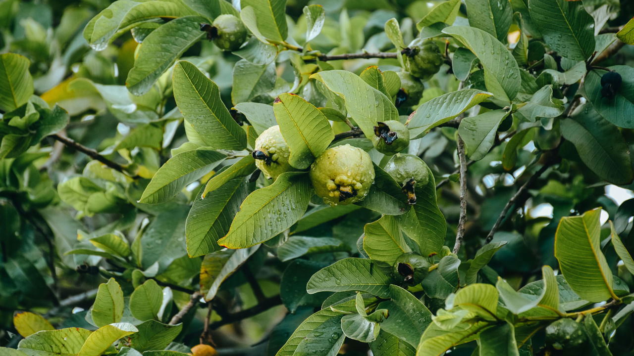 Guava Leaf