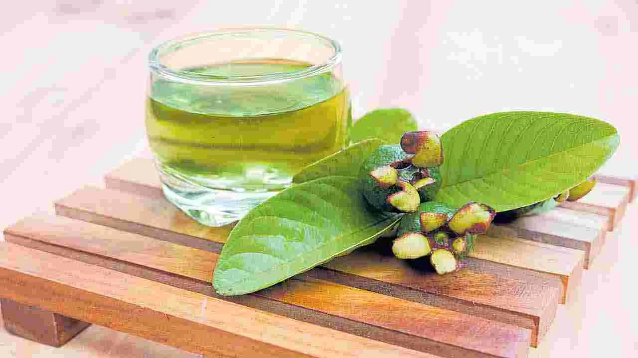 అసలు ఈ జామకు టీ ఎలా తయారు చేసుకోవాలో ఇప్పుడు చూద్దాం..4-5 జామ ఆకులను బాగా కడిగి, మురికిని తొలగించండి. ఒక సాస్పాన్‌లో 2 కప్పుల నీటిని వేడి చేసి, మరిగించి, ఆ ఆకులను జోడించండి. వాటిని 10-12 నిమిషాలు తక్కువ వేడి మీద మరిగించండి. మంటను ఆపివేసి, మూతపెట్టి, టీని మరో 5 నిమిషాలు నానబెట్టండి. ఒక కప్పులో వడకట్టండి. కావాలనుకుంటే తేనె లేదా నిమ్మకాయ వేసి, వెచ్చగా తినండి.