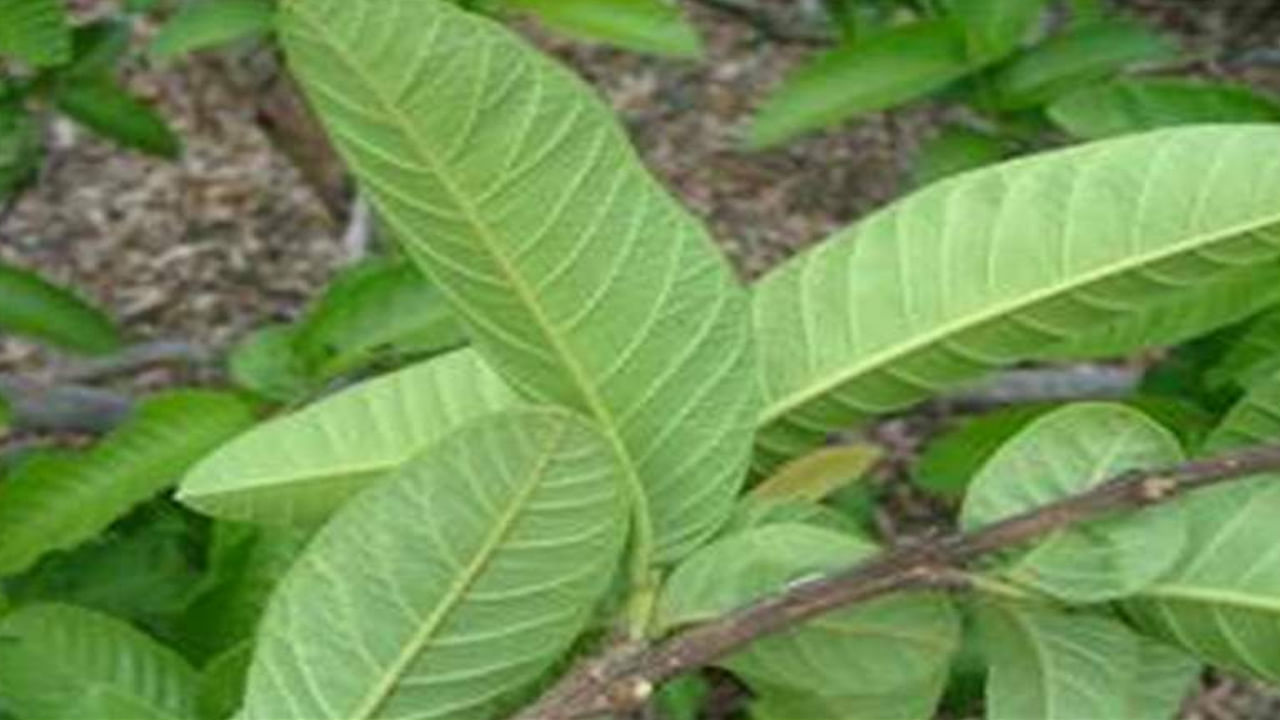 Guava Leaf