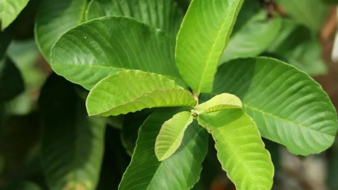 Health Tips: జామ ఆకులు తింటే ఏమవుతుందో తెలుసా..? తెలిస్తే అవాక్కే.. – Telugu News | From Digestion to Heart Health: The Surprising Benefits of Guava Leaves