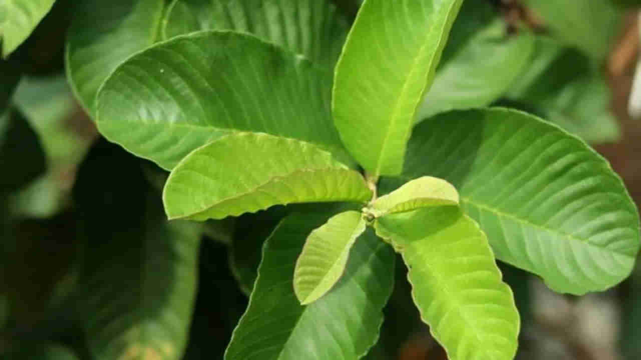 Health Tips: జామ ఆకులు తింటే ఏమవుతుందో తెలుసా..? తెలిస్తే అవాక్కే..