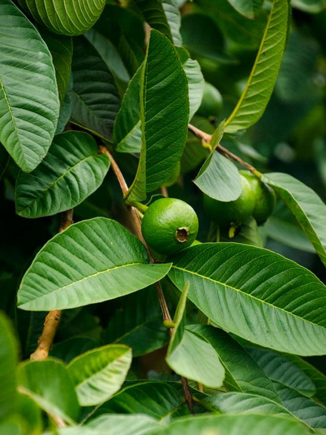 జామ ఆకులతో ఇలా చేస్తే.. అనారోగ్యాన్ని ఆఫ్‎లైన్‎లో పెట్టినట్టే..