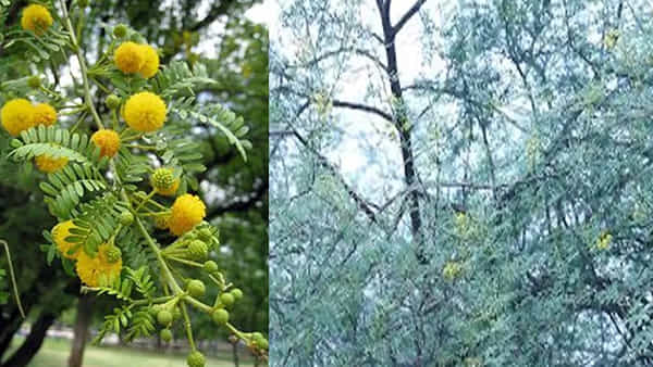 నమ్మరేమో గాని, నల్ల తుమ్మ మేలు తెలిస్తే.. వెతుక్కుంటూ వెళ్లి తెచ్చుకుంటారు..!