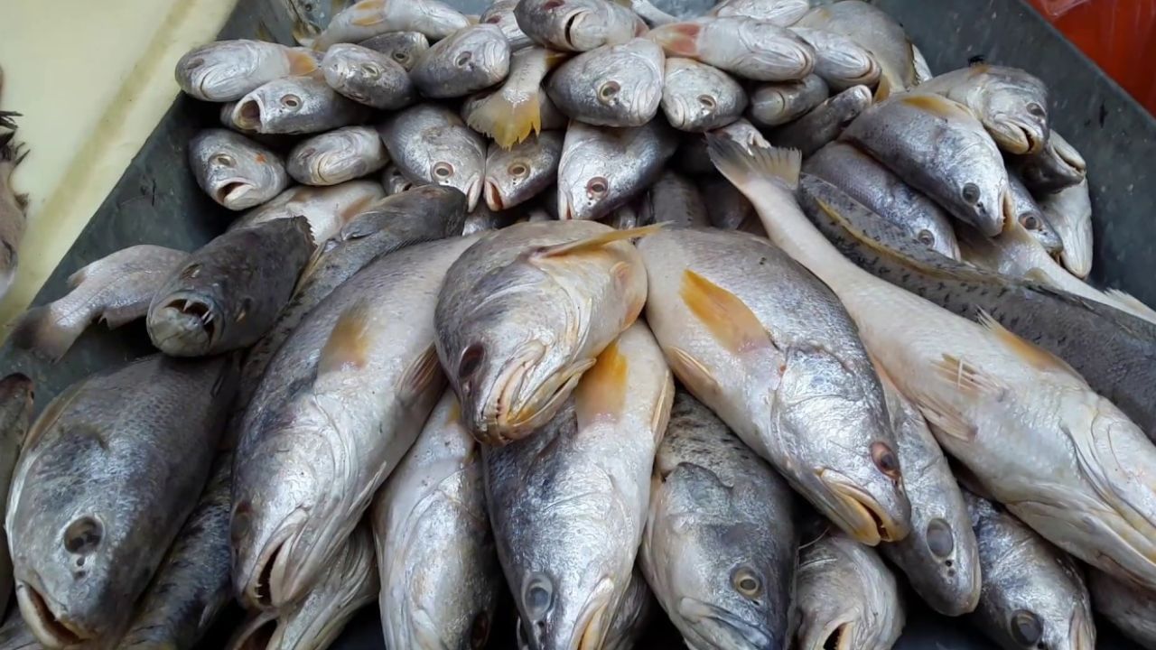 గుండె ఆరోగ్యాన్ని మెరుగుపరిచేందుకు మార్కెట్‌ లో తక్కువ ధరకే లభించే ఎన్నో రకాల చేపలు ఉన్నాయి. వీటిలో ఒమేగా 3 ఫ్యాటీ యాసిడ్స్ అధికంగా ఉండటం వల్ల గుండెకు ఎంతో మేలు జరుగుతుంది. కొన్ని రకాల చేపలను తినడం ద్వారా గుండెపోటు, ఇతర గుండె సంబంధిత సమస్యలను నివారించవచ్చని నిపుణులు చెబుతున్నారు. వైద్యుల సలహా ప్రకారం.. వారానికి రెండు సార్లు చేపలు తినడం మంచిది. ముఖ్యంగా తక్కువ కొవ్వు ఉన్న చేపలు గుండె ఆరోగ్యానికి ఎంతో ఉపయోగపడతాయి. 