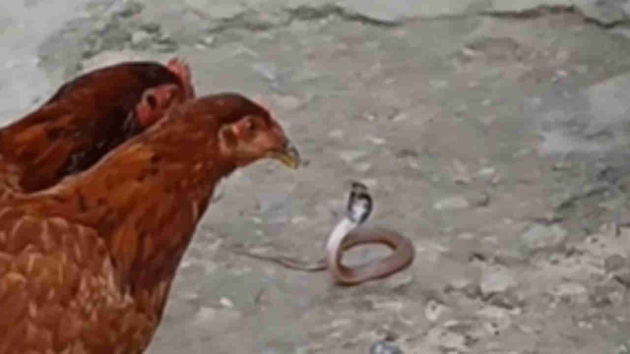 Viral Video: ఈ నాగుపాము చిన్నదైనా పడగ విప్పింది.. తర్వాత ఈ 2 కోళ్లు ఏం చేశాయంటే..?