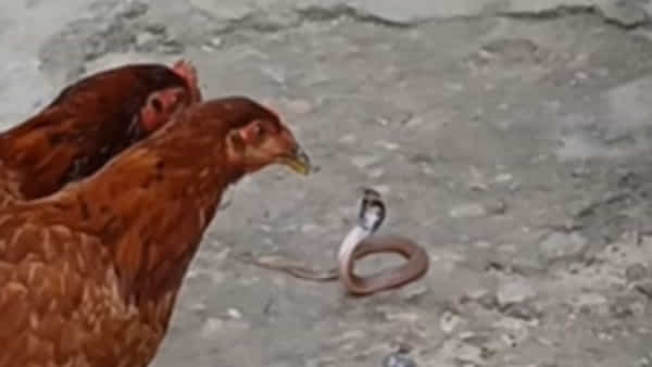 Viral Video: ఈ నాగుపాము చిన్నదైనా పడగ విప్పింది.. తర్వాత ఈ 2 కోళ్లు ఏం చేశాయంటే..?