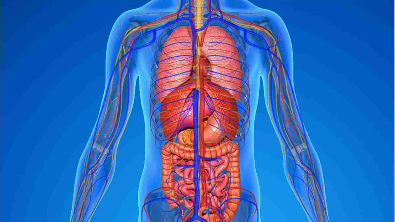 మన శరీరంలో ఈ 10 అవయవాలు లేకున్నా బతకొచ్చు.. అవేంటో తెలుసా..?