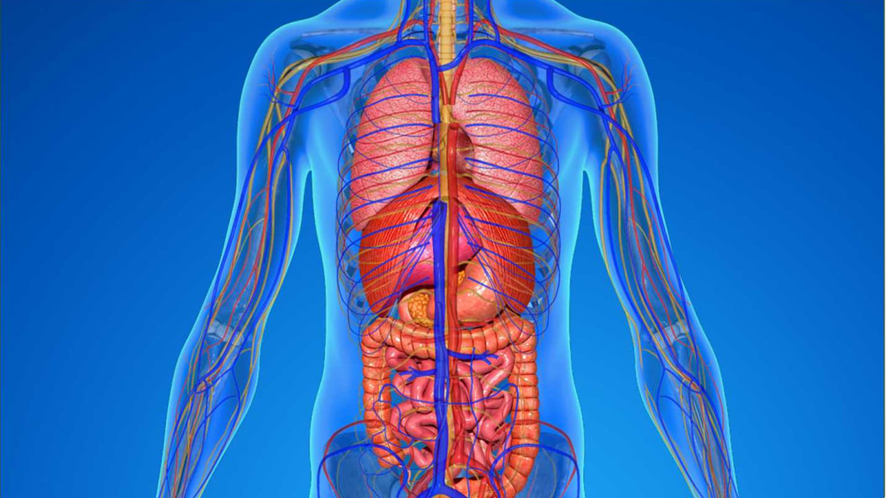 మన శరీరంలో ఈ 10 అవయవాలు లేకున్నా బతకొచ్చు.. అవేంటో తెలుసా..?