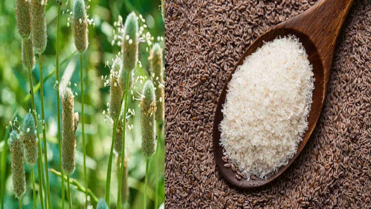 Isabgol Benefits: మలబద్దకం సహా జీర్ణ సమస్యలకు సైలియం పొట్టు చక్కటి పరిష్కారం .. ఎలా తీసుకోవాలంటే..