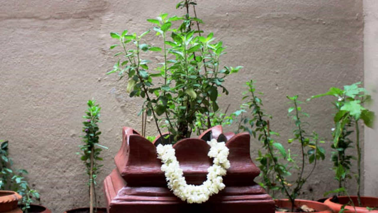 తులసి మొక్కను ఇంటికి తీసుకురండి: ఇంట్లో తులసి మొక్క లేకపోతే, జన్మాష్టమి రోజున కొత్త తులసి మొక్కను ఇంటికి తీసుకురావడం చాలా శుభప్రదంగా పరిగణించబడుతుంది. ఈ మొక్కను ఇంటి ప్రాంగణంలో లేదా ఈశాన్య దిశలో నాటండి. దీన్ని క్రమం తప్పకుండా పూజించడం వలన లక్ష్మీ దేవి ఇంట్లో నివసిస్తుంది.