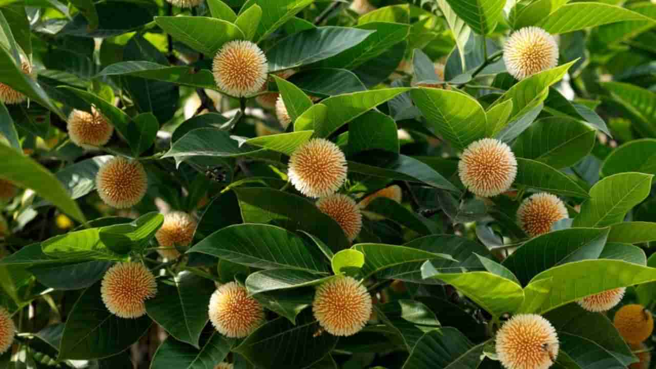 కదంబ చెట్టు.. ఈ చెట్టుకు రాధాకృష్ణులకు సంబంధం ఏంటి..? ఆశ్చర్యకరమైన విషయాలు మీకోసం..!