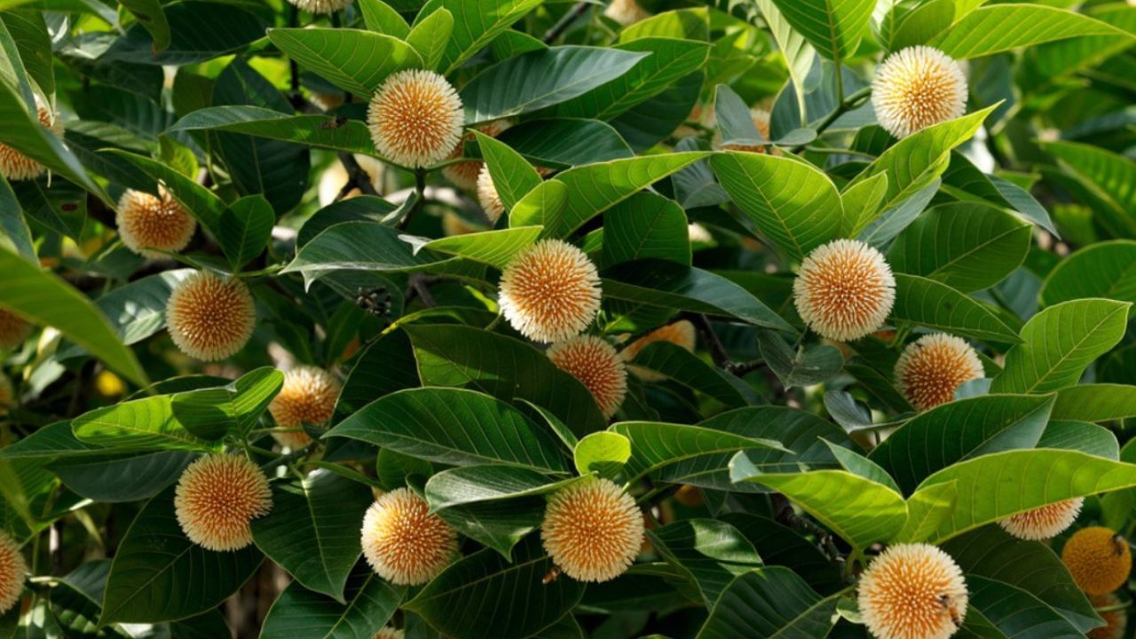 కదంబ చెట్టు.. ఈ చెట్టుకు రాధాకృష్ణులకు సంబంధం ఏంటి..? ఆశ్చర్యకరమైన విషయాలు మీకోసం..!