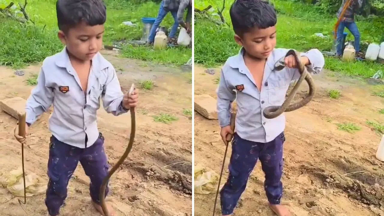 Viral Video: అది బొమ్మకాదురయ్యా.. ఎటమటం అయిందనుకో పోతవురరేయ్‌... చోటుగాడి గట్స్‌కు నెటిజన్స్‌ షాక్‌!