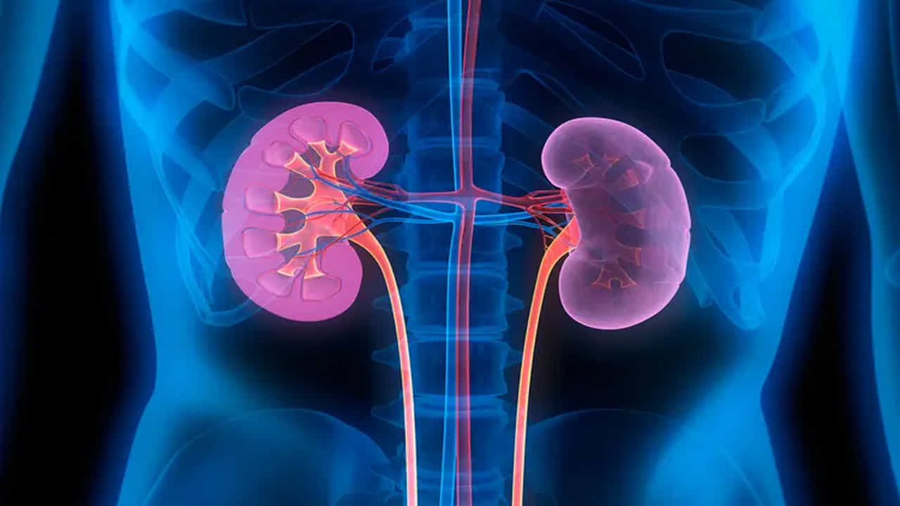 Health Tips: మూత్రపిండాలు మన శరీరంలో ఒక ముఖ్యమైన భాగం. ఇది రక్తాన్ని శుభ్రపరుస్తుంది. శరీరం నుండి విషాన్ని తొలగిస్తుంది. కానీ అది సరిగ్గా పనిచేయడం మానేసినప్పుడు దాని ప్రభావం మొత్తం శరీరంపై కనిపించడం ప్రారంభమవుతుంది. మొదట ముఖంపై కనిపిస్తుంది. మీరు ముఖంలో ఈ మార్పులను సకాలంలో గుర్తిస్తే మీరు వెంటనే చికిత్స ప్రారంభించవచ్చు.