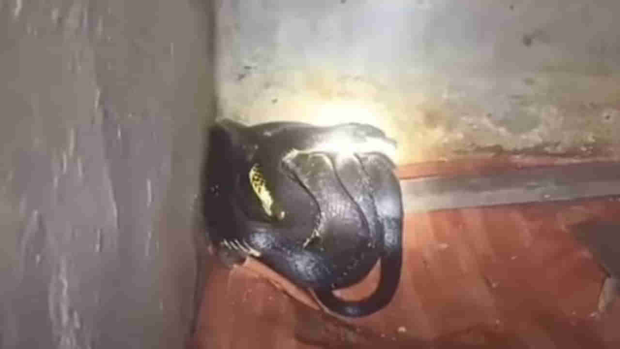 Viral: వంట చేద్దామని కిచెన్‌లోకి వెళ్లిన మహిళ.. మూలన కనిపించింది చూసి హడల్