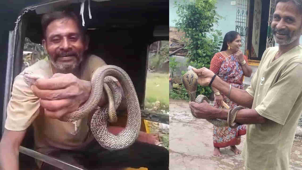 Watch: కోళ్లపై దాడిచేసి కోడిగుడ్లు మింగిన కోడెనాగు.. ఆ తర్వాత నాగమ్మ పరిస్థితి ఇదే..