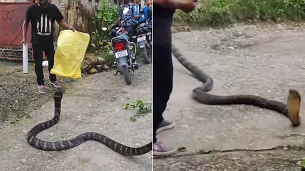 Watch: వామ్మో.. రెస్క్యూ టీంపై దాడికి దిగిన కింగ్ కోబ్రా.. త్రుటిలో తప్పిన ప్రమాదం