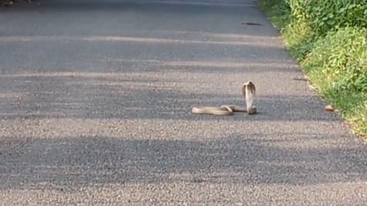 Andhra Pradesh: నడిరోడ్డుపై బుసలు కొడుతూ నాగుపాము హల్‌చల్.. చుక్కలు చూసిన వాహనదారులు!