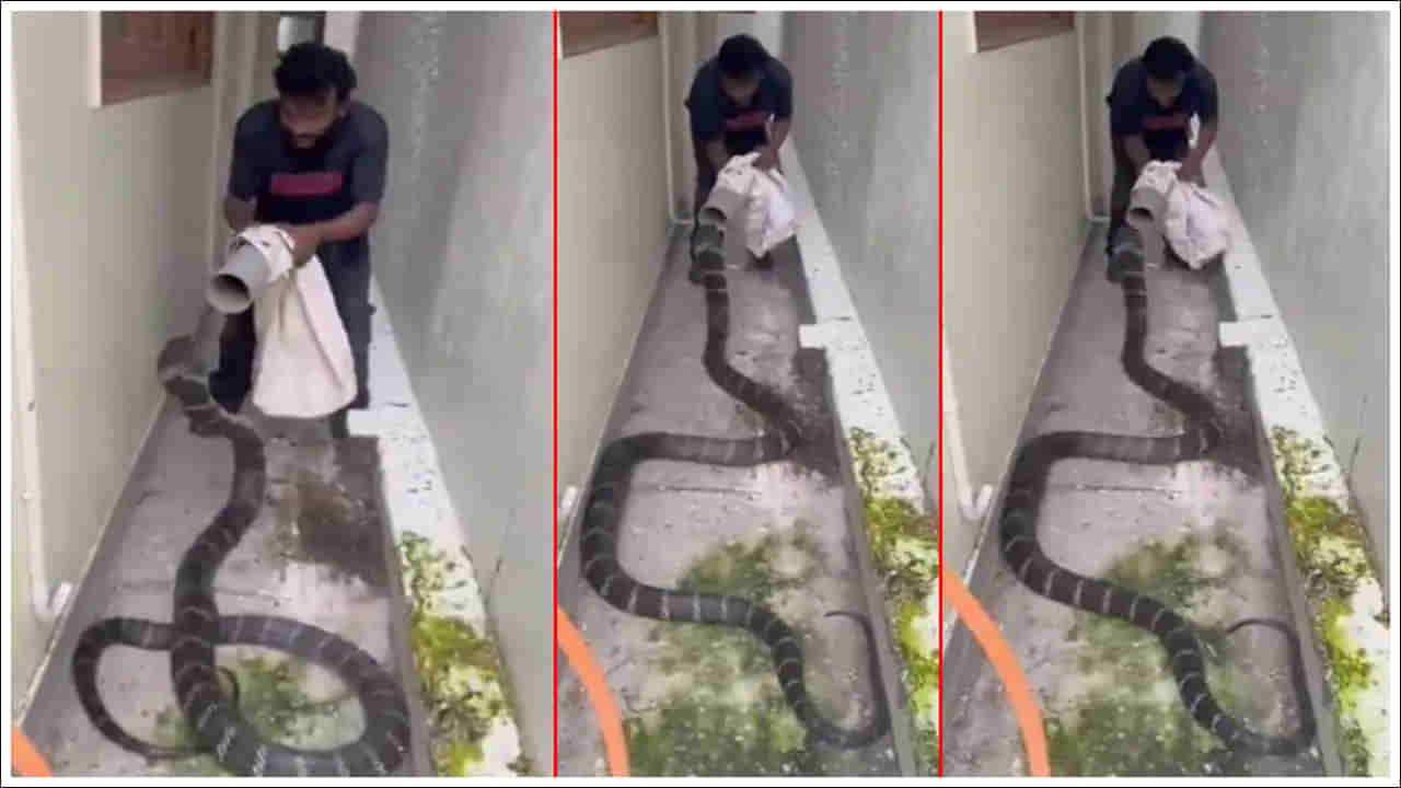 Viral Video: జస్ట్‌ మిస్‌.. ఈ కింగ్ కోబ్రాను చూస్తేనే సుస్సు పడేలా ఉంది.. అలా ఎలా పట్టేశావ్ అన్న.. వీడియో వైరల్