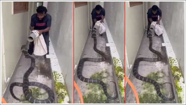Viral Video: జస్ట్ మిస్.. ఈ కింగ్ కోబ్రాను చూస్తేనే సుస్సు పడేలా ఉంది.. అలా ఎలా పట్టేశావ్ అన్న.. వీడియో వైరల్