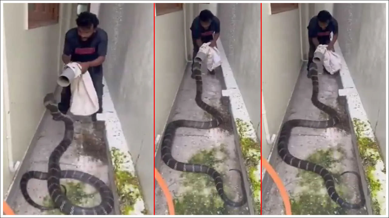 Viral Video: జస్ట్‌ మిస్‌.. ఈ కింగ్ కోబ్రాను చూస్తేనే సుస్సు పడేలా ఉంది.. అలా ఎలా పట్టేశావ్ అన్న.. వీడియో వైరల్