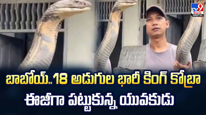 బాబోయ్.. 18 అడుగుల భారీ కింగ్ కోబ్రా ఈజీగా పట్టుకున్న యువకుడు బాబోయ్.. 18 అడుగుల భారీ కింగ్ కోబ్రా ఈజీగా పట్టుకున్న యువకుడు