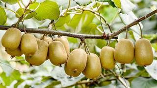 కిడ్నీ వ్యాధులకు చెక్ పెట్టే అద్భుతమైన ఆహారాలు ఇవే..! వీటిని తింటే చాలు.. ఆరోగ్యం మీ సొంతం..!