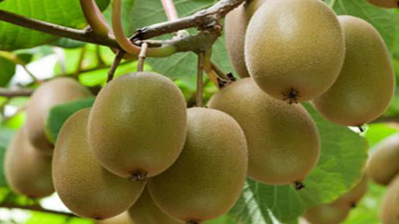 Kiwi Fruit Benefits: బిజీ లైఫ్లో డయాబెటిస్ ఒక సాధారణ వ్యాధిగా మారింది. చిన్నా పెద్ద తేడా లేకుండా అందరిని వెంటాడుతోంది. మధుమేహం వచ్చిందంటే చాలు జీవనశైలి మార్చుకోవాల్సిందే. లేకపోతే శరీరంలోని ఒక్కో అవయాశాన్ని నాశనం చేస్తుంది. ఆహారపు అలవాట్లను మెరుగుపరచుకోవాలి. మానసిక ఆరోగ్యాన్ని కూడా జాగ్రత్తగా చూసుకోవాలి. కానీ కివి పండు మధుమేమం ఉన్నవారికి అద్భుతమైన ప్రయోజనం కలిగిస్తుంది.
