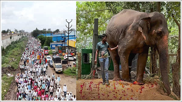 Kolhapur Elephant: మాకు అప్పగించాల్సిందే.. ఒక్క ఏనుగు కోసం 30 వేల మంది పాదయాత్ర.. అసలు మ్యాటర్ ఏంటంటే..
