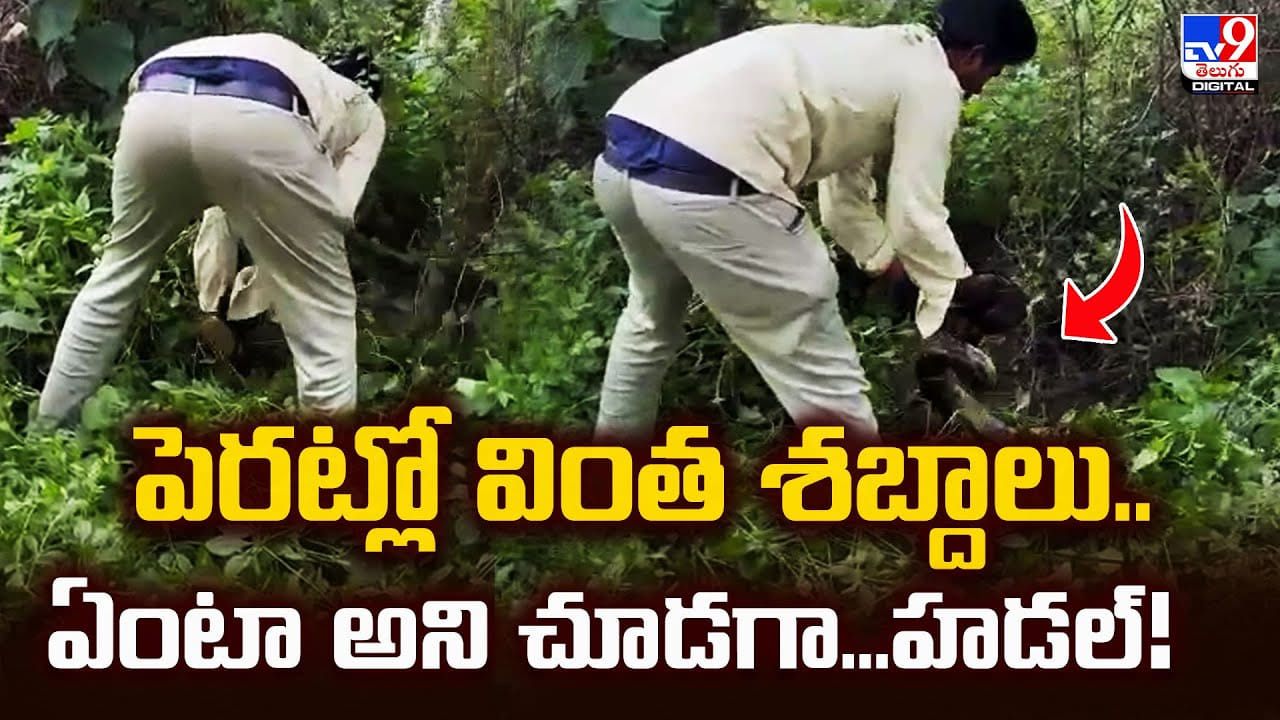 పెరట్లో వింత శబ్దాలు.. ఏంటా అని చూడగా...హడల్‌ వీడియో