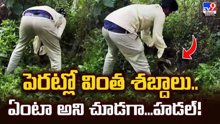 పెరట్లో వింత శబ్దాలు.. ఏంటా అని చూడగా...హడల్ వీడియో పెరట్లో వింత శబ్దాలు.. ఏంటా అని చూడగా...హడల్ వీడియో