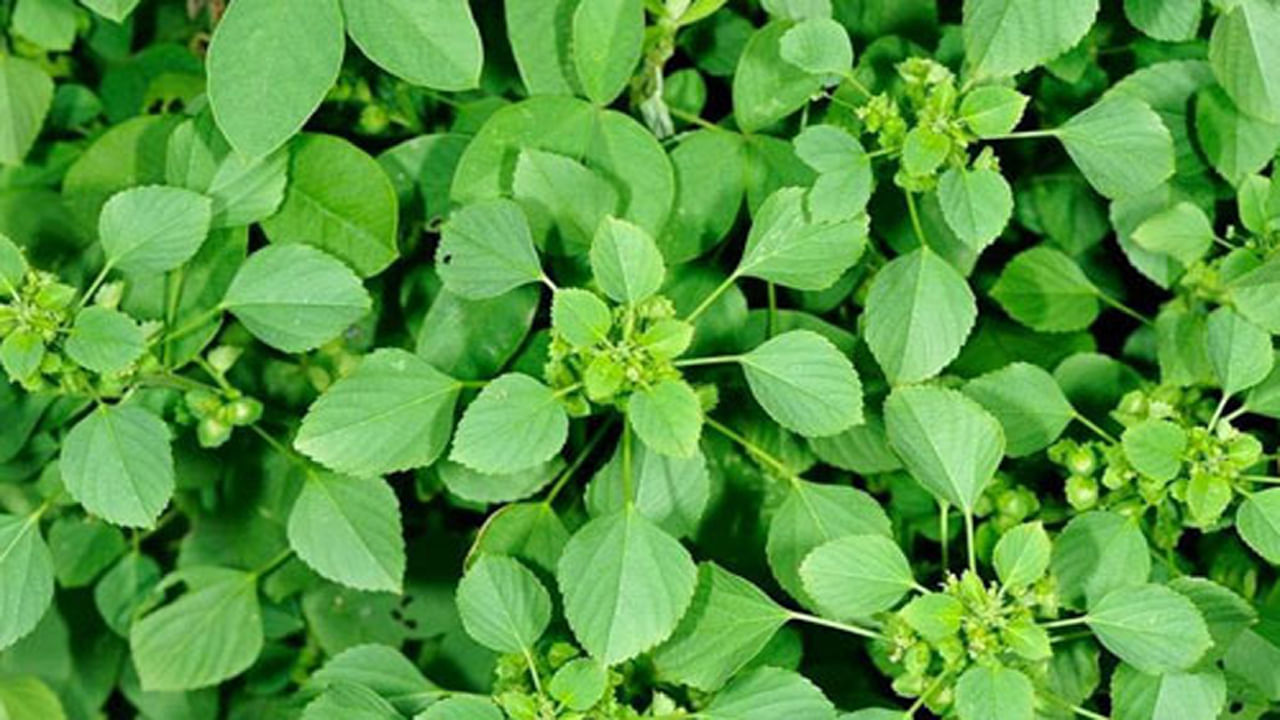 Kuppintaku Herb: కుప్పింటాకుని కలుపుమొక్కగా భావిస్తున్నారా.. కీళ్ళ నొప్పులతో సహా ఎన్నో వ్యాధులకు దివ్య ఔషధం..