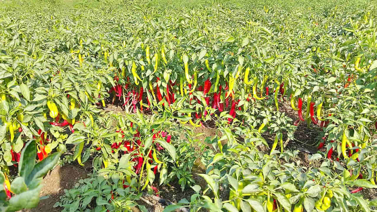 Andhra: పచ్చిమిర్చి పనులు చేస్తుండగా.. అడుగు దూరంలో కనిపించిన మెరిసే వస్తువు.. ఏంటని చూడగా