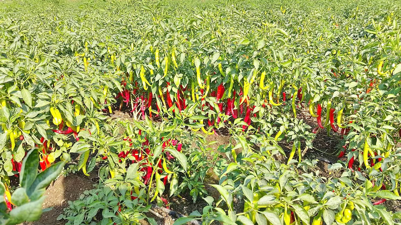 Andhra: పచ్చిమిర్చి పనులు చేస్తుండగా.. అడుగు దూరంలో కనిపించిన మెరిసే వస్తువు.. ఏంటని చూడగా