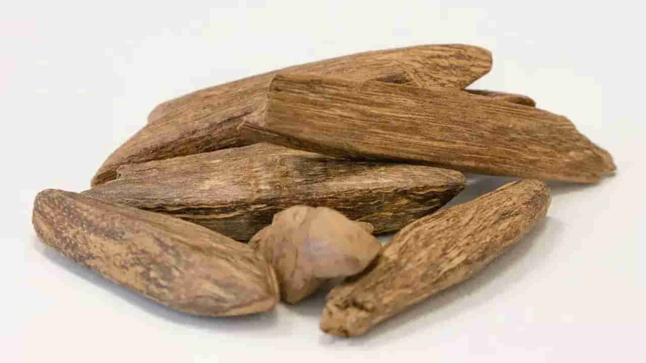 కిలో బంగారం కంటే ఈ కర్ర రేటు ఎక్కువ..! 10 గ్రాముల ధర రూ.85 లక్షల పైనే..