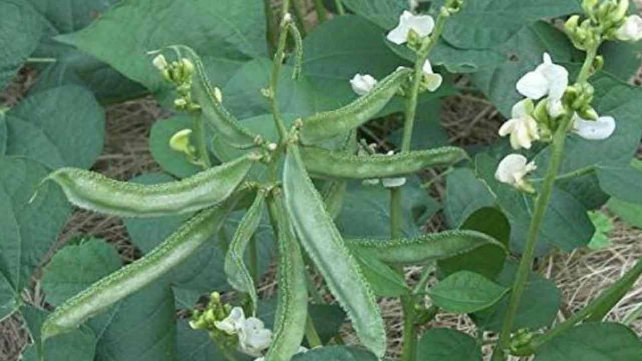 చిక్కుడులో థయామిన్‌, విటమిన్ K, B6, కాపర్, సెలీనియం, ఐరన్, నియాసిన్, రిబోఫ్లావిన్, విటమిన్ సి, విటమిన్ A, కోలిన్, సోడియం, సెలీనియం, జింక్, పొటాషియం, మెగ్నీషియం, లీన్‌ ప్రోటీన్‌ వంటి పోషకాలు పుష్కలంగా ఉంటాయి. చిక్కుడు కాయలు తినడం వల్ల ఆకలి బాగా తగ్గుతుందట. ఫలితంగా బరువు తగ్గాలనుకునేవారికి ఇది మంచి ఔషదంలా పని చేస్తాయి.  