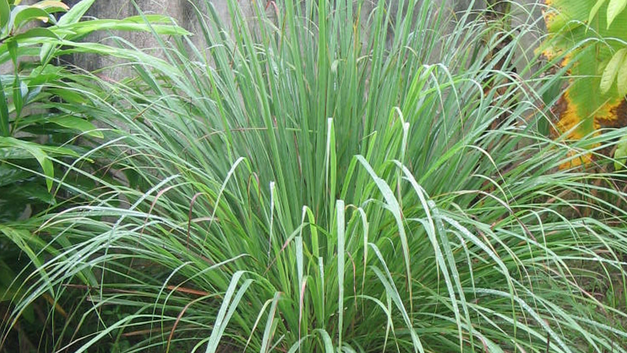 నిమ్మగడ్డి: ఈ మొక్క ఇది దోమలను తరిమికొట్టడానికి చాలా ఎఫెక్టివ్ గా పనిచేస్తుందని నమ్మకం. ఈ నిమ్మగడ్డి నూనెను దోమల నివారణ క్రీములు,  రిపెల్లెంట్ల తయారీలో కూడా ఉపయోగిస్తారు. ఈ మొక్క డెంగ్యూని వ్యాప్తి చేసే దోమల నుండి రక్షించగలదని కూడా నమ్మకం. .