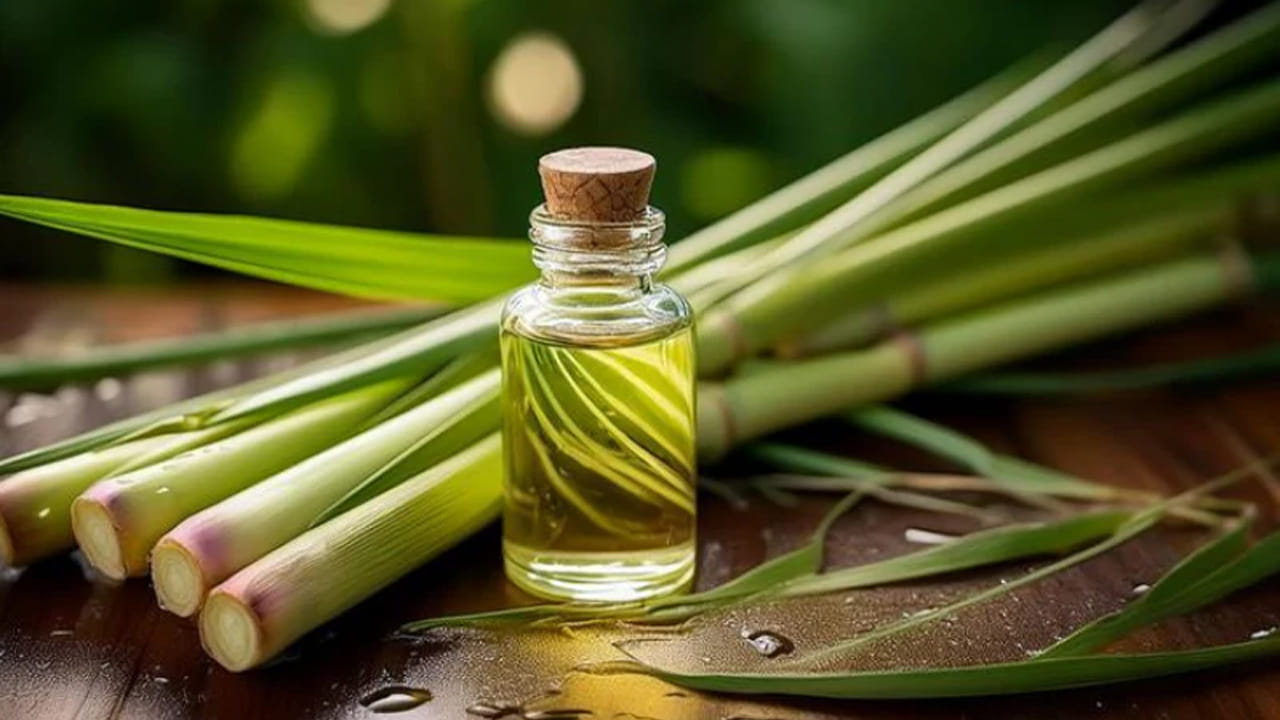 Lemongrass Tea: రోజూ పొద్దున్నే ఖాళీ కడుపుతో ఈ టీ తాగారంటే.. రోజంతా పారా హుషారే!