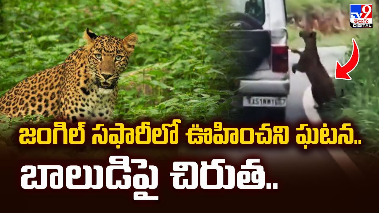 జంగిల్‌ సఫారీలో ఊహించని ఘటన.. బాలుడిపై చిరుత..